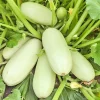 25 Zucchini Squash Seeds - Trieste White Summer Courgette - Cucurbita Pepo - Image 1