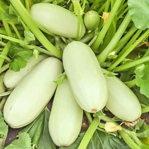 25 Zucchini Squash Seeds - Trieste White Summer Courgette - Cucurbita Pepo - Image 1
