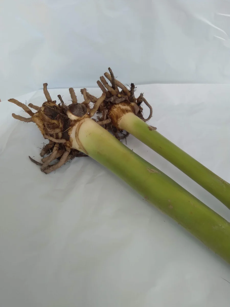 2x Canna Lily Rhizomes - Red Flowering Bulb for Outdoor Gardens - Image 3