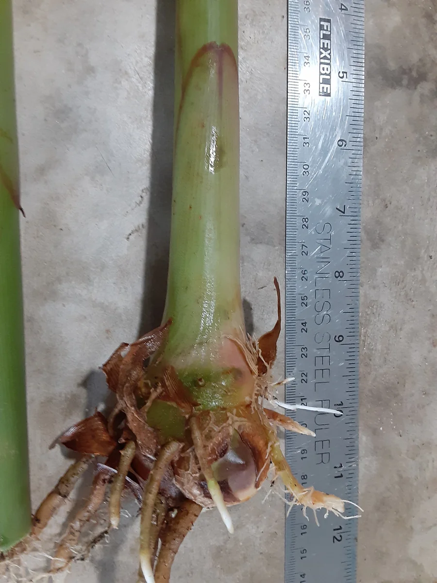 2x Hedychium Pink Butterfly Ginger Rhizomes - Tropical Flower Bulbs - Image 3