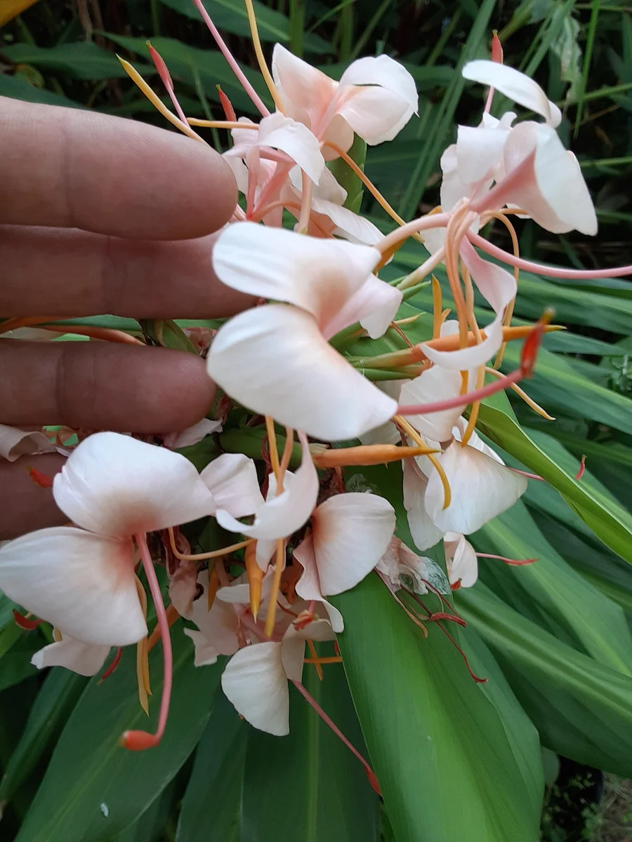 2x Hedychium Pink Butterfly Ginger Rhizomes - Tropical Flower Bulbs - Image 4