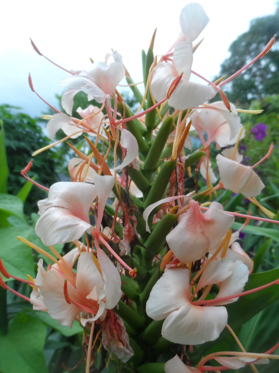 2x Hedychium Pink Butterfly Ginger Rhizomes - Tropical Flower Bulbs - Image 5