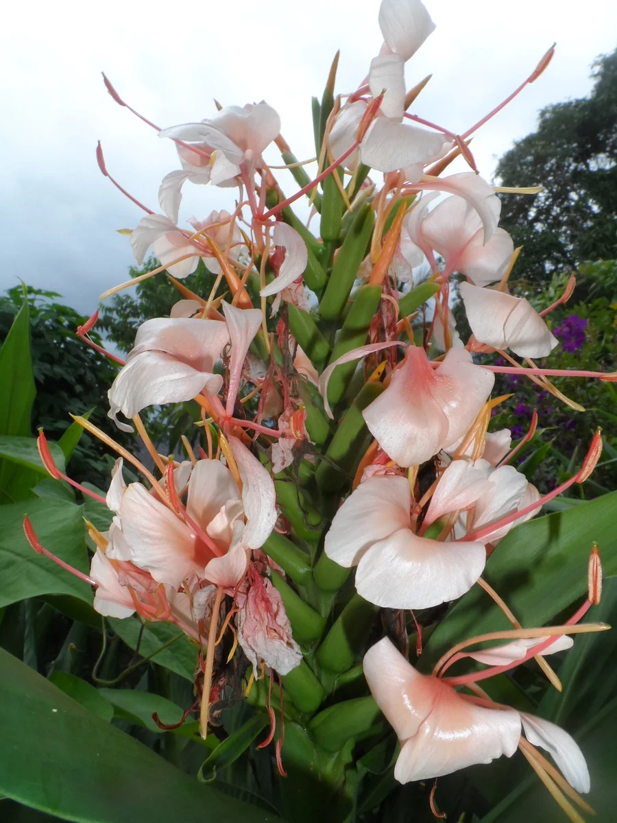 2x Hedychium Pink Butterfly Ginger Rhizomes - Tropical Flower Bulbs - Image 1