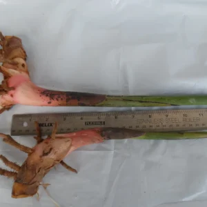 2x Heliconia Rostrata Rhizomes - Live False Bird of Paradise Plant - Image 2