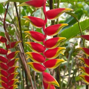 2x Heliconia Rostrata Rhizomes - Live False Bird of Paradise Plant - Image 1