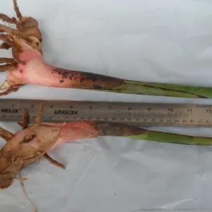 2x Heliconia Rostrata Rhizomes - Live False Bird of Paradise Plant - Image 4