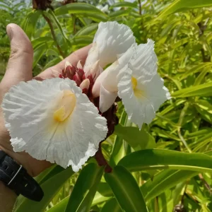 2x Malay Ginger Rhizomes with Stalk - Costus Speciosus Live Plant - Image 2