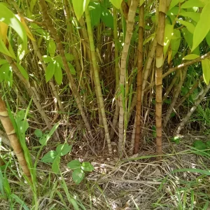 2x Malay Ginger Rhizomes with Stalk - Costus Speciosus Live Plant - Image 3