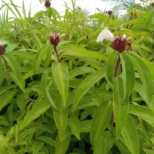 2x Malay Ginger Rhizomes with Stalk - Costus Speciosus Live Plant - Image 4