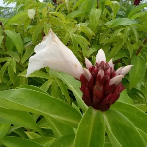 2x Malay Ginger Rhizomes with Stalk - Costus Speciosus Live Plant - Image 5
