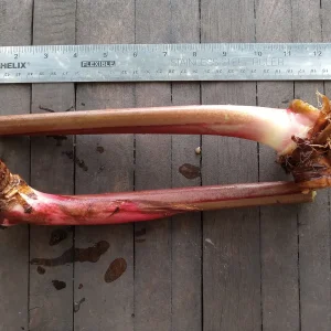 2x Orange Heliconia Rhizomes - Psittacorum x Spathocicinata - Tropical Live Plant - Image 2