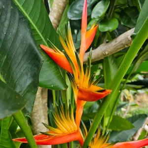 2x Orange Heliconia Rhizomes - Psittacorum x Spathocicinata - Tropical Live Plant - Image 3