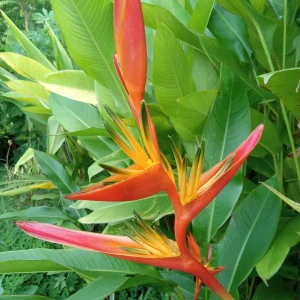 2x Orange Heliconia Rhizomes - Psittacorum x Spathocicinata - Tropical Live Plant - Image 7