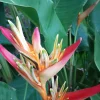 2X Orange Multi-Color Heliconia Rhizomes - Tropical Live Plant, 10 inch stock, Exotic Flowers - Image 1