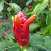 2x Red Button Ginger Live Plant - Costus Woodsonii - Shade Loving Tropical - Image 1