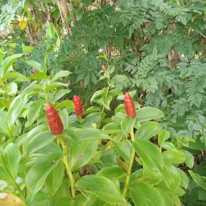 2x Red Button Ginger Live Plant - Costus Woodsonii - Shade Loving Tropical - Image 3