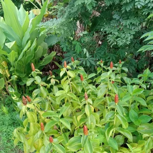 2x Red Button Ginger Live Plant - Costus Woodsonii - Shade Loving Tropical - Image 7