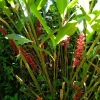2x Renealmia Alpinia Ginger Rhizomes - Live Plant, Shade Loving, Edible Leaves - Image 1