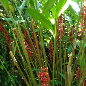 2x Renealmia Alpinia Ginger Rhizomes - Live Plant, Shade Loving, Edible Leaves - Image 3