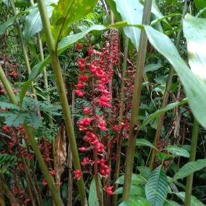 2x Renealmia Alpinia Ginger Rhizomes - Live Plant, Shade Loving, Edible Leaves - Image 4