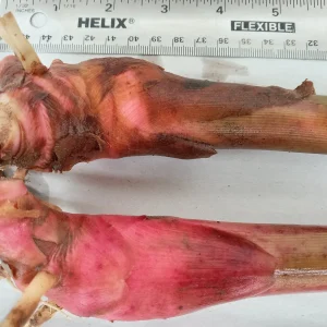 2x Renealmia Alpinia Ginger Rhizomes - Live Plant, Shade Loving, Edible Leaves - Image 5