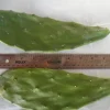 2x Spineless Prickly Pear Cactus Cuttings - Edible, Ready to Plant - Image 1