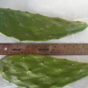 2x Spineless Prickly Pear Cactus Cuttings - Edible, Ready to Plant - Image 1
