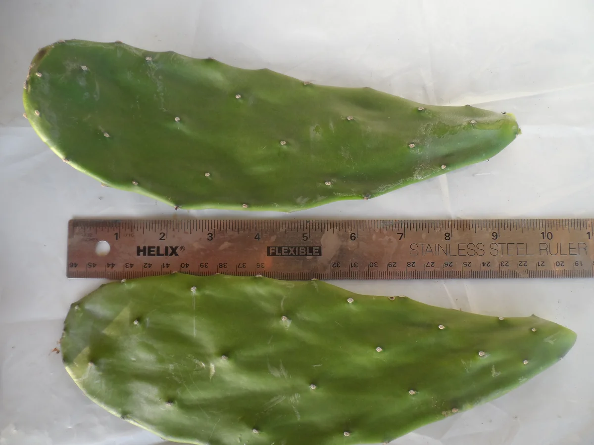 2x Spineless Prickly Pear Cactus Cuttings - Edible, Ready to Plant - Image 1