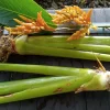 2x Stromanthe Jacquinii Heliconia Rhizomes - Exotic Yellow Tropical Plant - Image 1