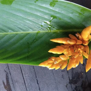 2x Stromanthe Jacquinii Heliconia Rhizomes - Exotic Yellow Tropical Plant - Image 3