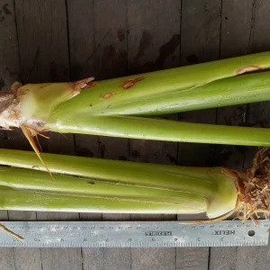 2x Stromanthe Jacquinii Heliconia Rhizomes - Exotic Yellow Tropical Plant - Image 5