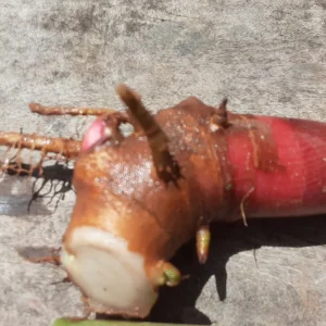 2x Yellow Butterfly Ginger Rhizomes - Fragrant Tropical Live Plant with Stalks - Image 4