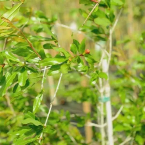 3 Afganski Russian Pomegranate Tree Starter Plants - Cold Hardy, Punica granatum - Image 7