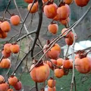 3 American Persimmon Tree Bare Root Plants, 12-24in Tall - Diospyros virginiana - Image 4
