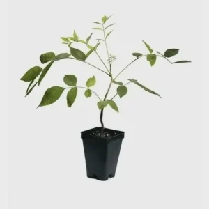 3 Amethyst Falls Wisteria Live Plant 12-14in Starter Vine - Non-Invasive - Image 5