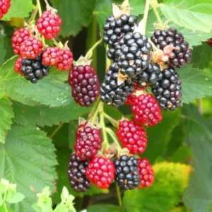 3 Arapaho Thornless Blackberry Starter Plug - Live Plant - Rubus fruticosus - Image 5