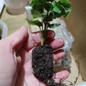 3 Arapaho Thornless Blackberry Starter Plug - Live Plant - Rubus fruticosus - Image 7