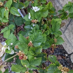 3 Arapaho Thornless Blackberry Starter Plug - Live Plant - Rubus fruticosus - Image 8