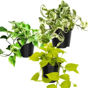 3 Assorted Pothos Live Plants – Houseplant for Indoor & Outdoor – 4 Inch Pot - Image 1
