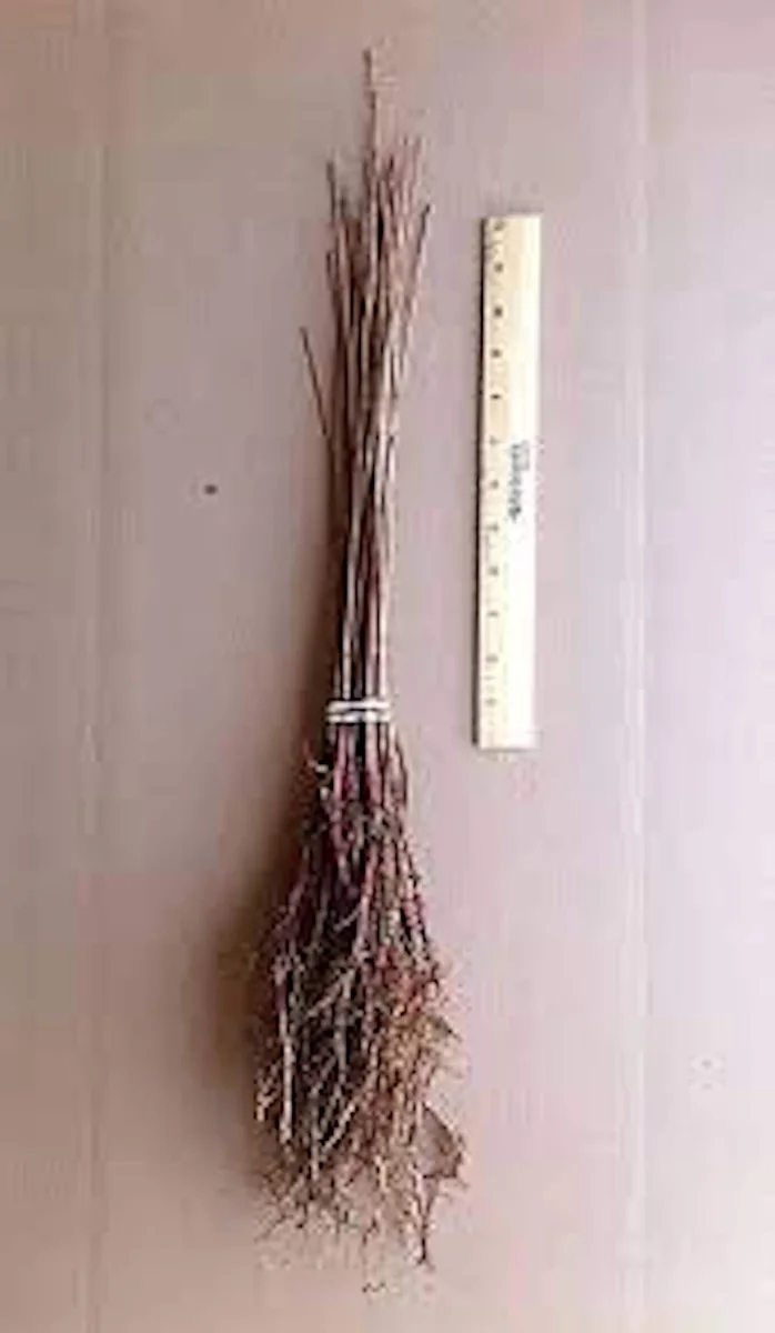 3 Bald Cypress Tree 12-24in Tall Taxodium distichum Live Bare Root Plant - Image 2