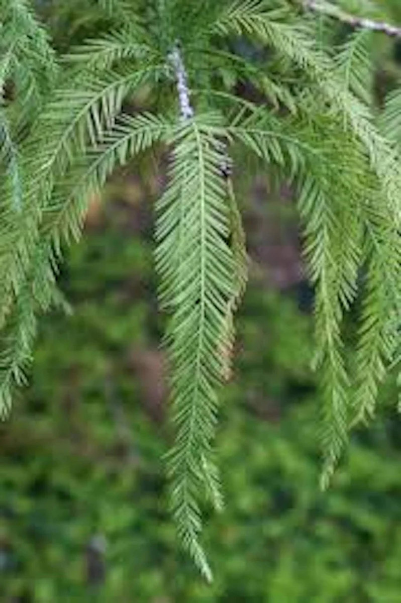 3 Bald Cypress Tree 12-24in Tall Taxodium distichum Live Bare Root Plant - Image 3