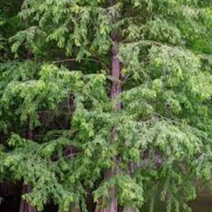 3 Bald Cypress Tree 12-24in Tall Taxodium distichum Live Bare Root Plant - Image 1