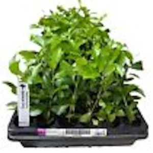 3 Barbados Cherry Tree Malpighia Emarginata Live Starter Plants - Fruit Tree - Image 3