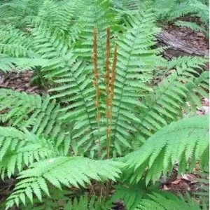 3 Bare Root Cinnamon Fern Osmunda Cinnamomea Live Plant Outdoor 2-3 ft Tall - Image 1