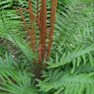 3 Bare Root Cinnamon Fern Osmunda Cinnamomea Live Plant Outdoor 2-3 ft Tall - Image 5