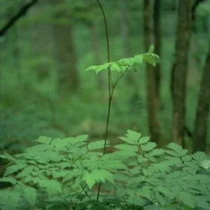 3 Black Cohosh Plants Actaea Racemosa – Organic Bare Root Wildflower Native - Image 3