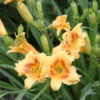 3 Black Eyed Stella de Oro Daylily Live Plant – Perennial Bare Root Starter Plants - Image 1