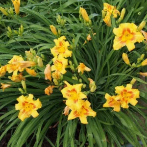 3 Black Eyed Stella de Oro Daylily Live Plant – Perennial Bare Root Starter Plants - Image 2