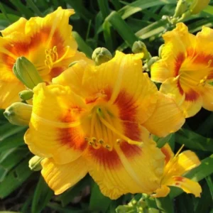 3 Black Eyed Stella de Oro Daylily Live Plant – Perennial Bare Root Starter Plants - Image 4