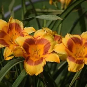 3 Black Eyed Stella de Oro Daylily Live Plant – Perennial Bare Root Starter Plants - Image 7